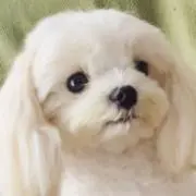 ミント