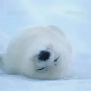 あいねこの画像