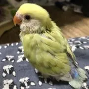 Ranmalの画像