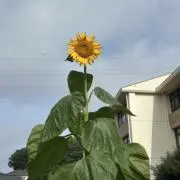 なおの画像