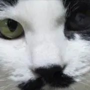 てんきち☆彡の画像