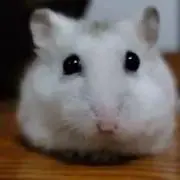 shiroの画像