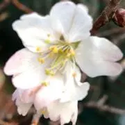 ななの画像