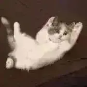 mikoの画像