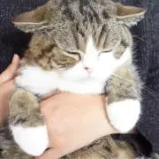 まるの画像