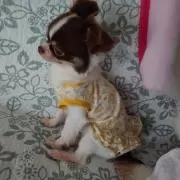 yukamemeの画像
