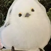 コチの画像