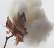 コットンフラワーの画像