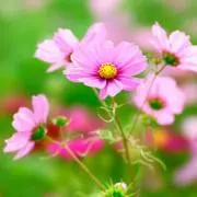 秋桜☆yaの画像