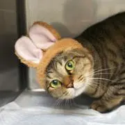 カヲル