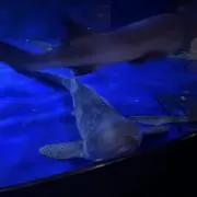 ギョの画像