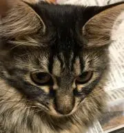 chia＊即購入OKです☆