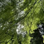 がまの画像