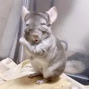 朝青龍の画像