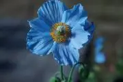 ユグドラシルの画像
