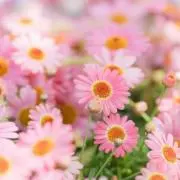 Give healing  ❁〜癒し〜❁の画像