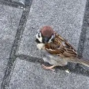 Sougoの画像