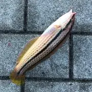 さひまろの画像
