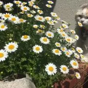 mia即購入OKですの画像