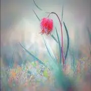 恋