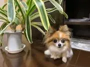 さくら