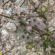 しいの画像