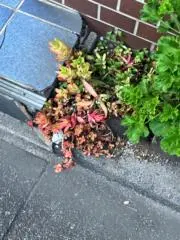 ねぎま