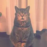 キジトラ猫の母の画像