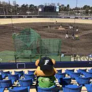 みんみんの画像