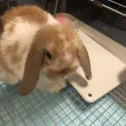 naoの画像