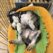 GAOGAOの画像