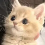 ミルキーの画像