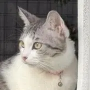 kuusの画像