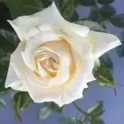 トム