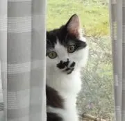 まんま猫