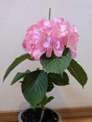 華の画像