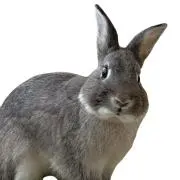 とんとんすけの画像