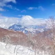 Tの画像