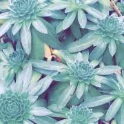 kkの画像