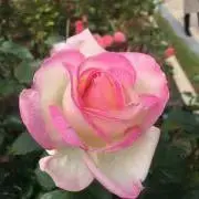 yurimiの画像