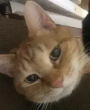 のぶちん
