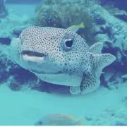 ハコフグの画像
