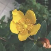 おちゃの画像