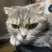kinの画像