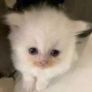 ぱるたんの画像
