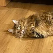 ぴかりんの画像