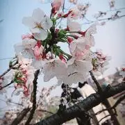 Roots1325の画像