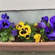 ☆ミック☆