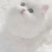 ♩の画像