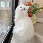 Mimi  即購入OKの画像